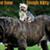 Big_Dog_223