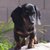 adlpuppy