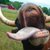 cowtung